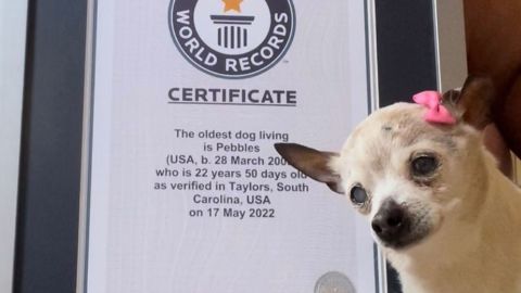 Pebbles, the certified world's oldest dog, has gone to the Great Dog Park in the Sky, after mothering 32 puppies over the course of her lifetime.