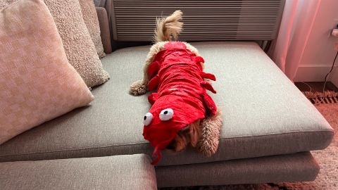 underscored teddy lobster costume