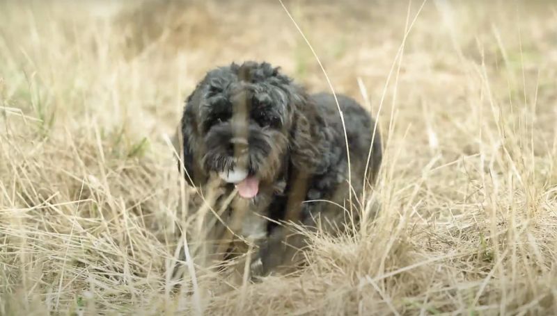 dog golf ball