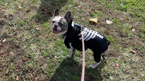 Ruby Skull Dog Costume