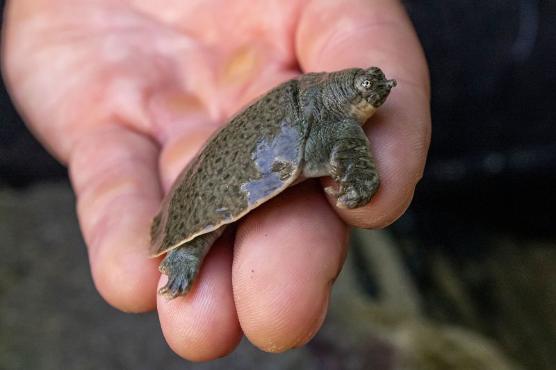 Indian narrow-headed softshell turtles hatch for first time in