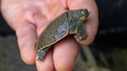 The San Diego Zoo has welcomed the birth of 41 Indian narrow-headed softshell turtle hatchlings, a first for North America.