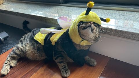 Frisco Bumble Bee Dog and Cat Costume