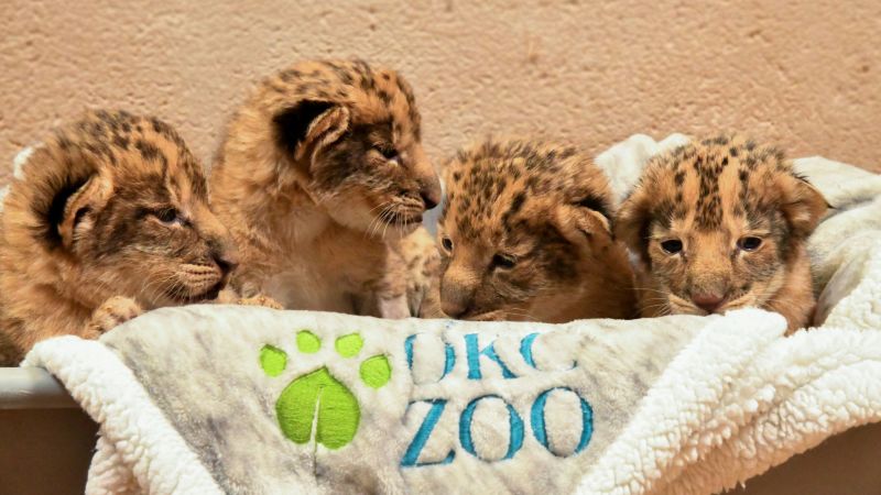 Oklahoma City Zoo welcomes its first lion cubs born in 15 years