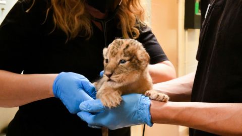 Each of the four cubs weighs less than 3 pounds.