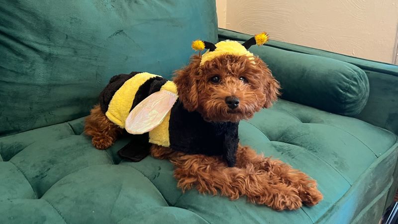 toy poodle halloween costume