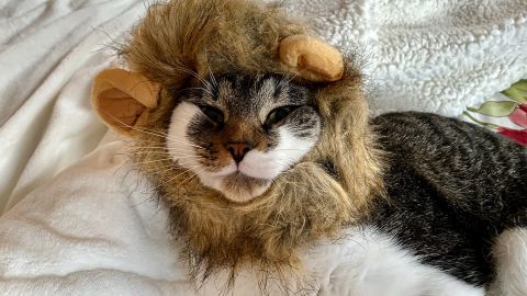 OMG cute lion mane costume