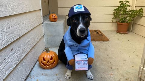 California Apparel USPS Delivery Driver Dog and Cat Apparel