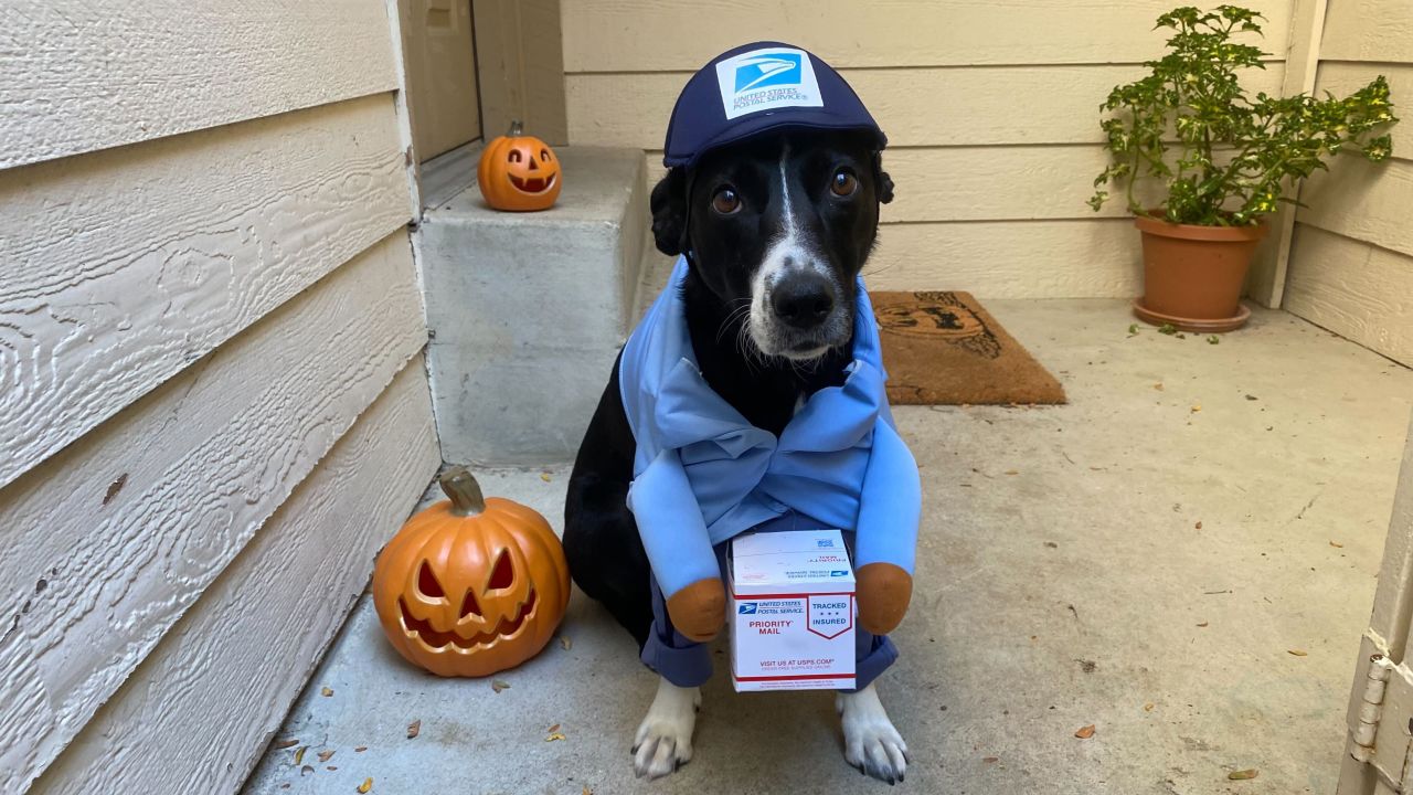 California Costumes USPS Delivery Driver Dog & Cat Costume