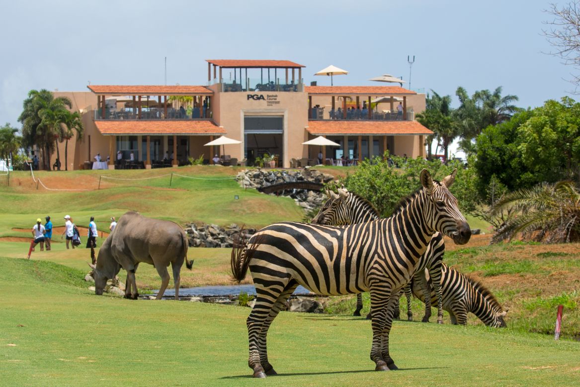 These zebras are grazing on the Baobab Course at Vipingo Ridge in Kenya during the Magical Kenya Ladies Open in 2022.