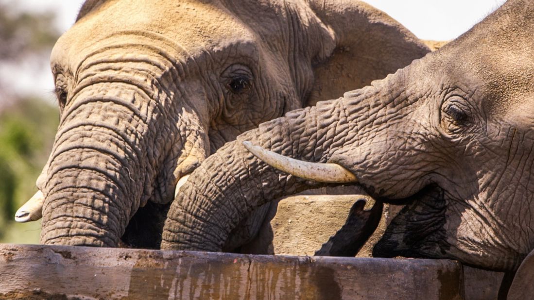 These elephants regularly come into conflict with humans, often over food or water. 