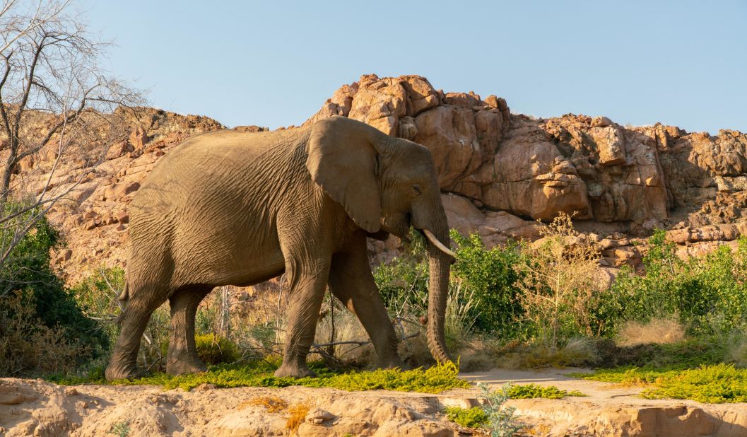In northwest Namibia lives one of only two populations of desert-adapted elephants in the world.
