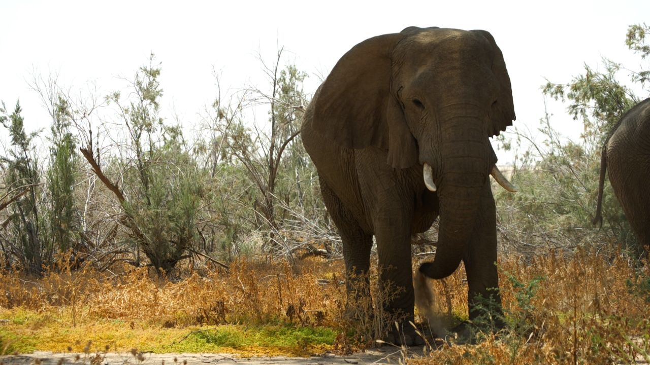 Between 1970 and 1980, desert elephants disappeared completely from the Ugab River area, but in the late 1990s they began to return.