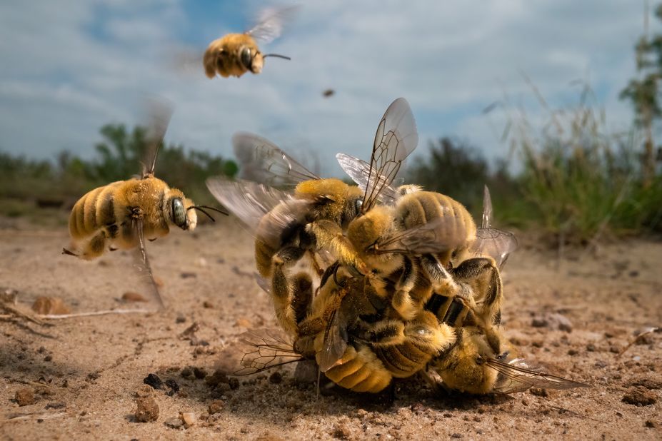 US photographer Karine Aigner got close to the action as a group of bees competed to mate. "The big buzz" was captured in South Texas.