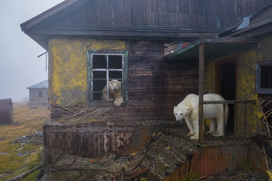 "House of bears" by Dmitry Kokh shows a haunting scene of polar bears shrouded in fog at the long-deserted settlement on Kolyuchin Island in Russia.