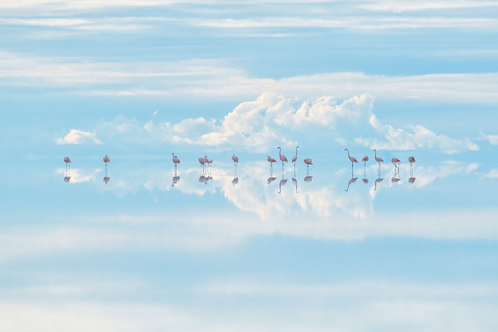 Japanese photographer Junji Takasago captured this dream-like scene, called "Heavenly flamingos," in Bolivia. Photographed high in the Andes, Salar de Uyuni is the world's largest salt pan and home to a large lithium mine.
