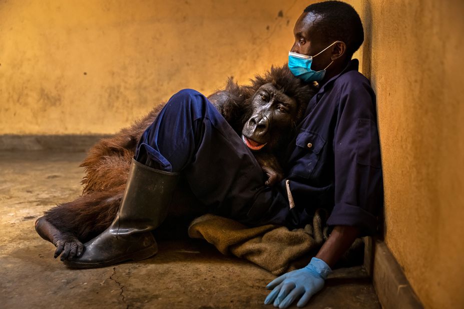 "Ndakasi's passing" by Brent Stirton shows the closing chapter of the story of a much-loved mountain gorilla in the Senkwekwe Center, Virunga National Park, Democratic Republic of the Congo.