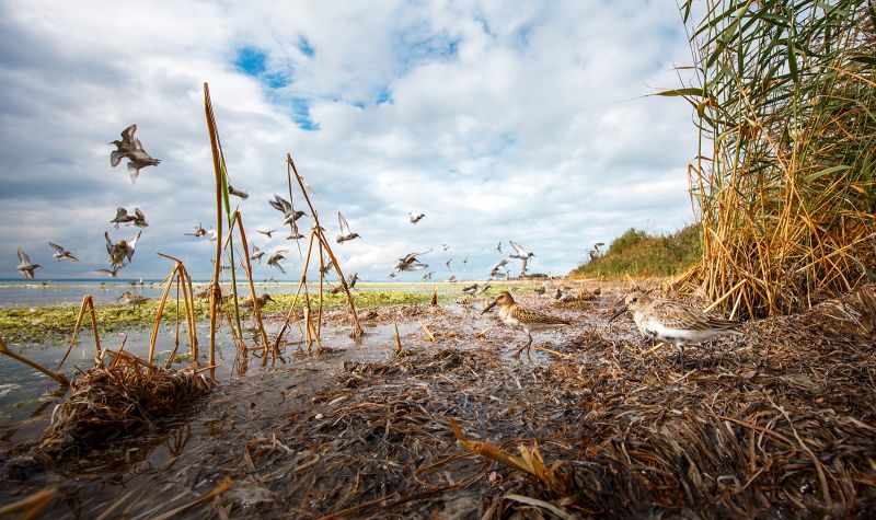 Incredible images from Wildlife Photographer of the Year 2022 as