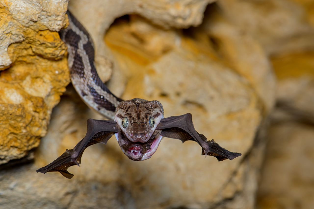 "The bat-snatcher" by Fernando Constantino Martínez Belmar shows the moment a Yucatan rat snake snaps up a bat in Kantemo, Quintana Roo, Mexico. 