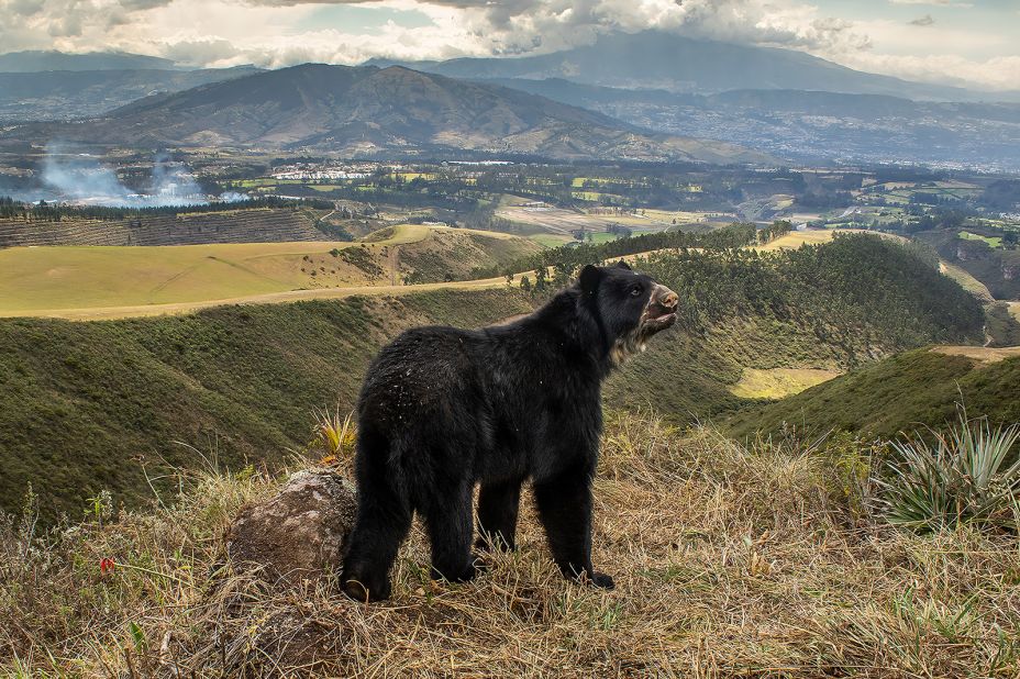 "Spectacled bear's slim outlook" by Daniel Mideros depicts a poignant portrait of a disappearing habitat and its inhabitant. Taken in Peñas Blancas, Quito, Ecuador.<br />