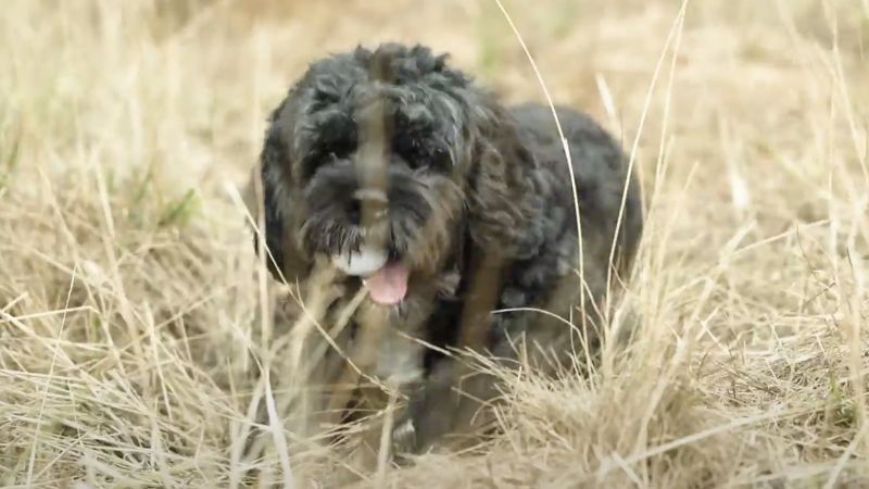 The paw-fect caddy: Meet golf’s cutest ball collector | CNN