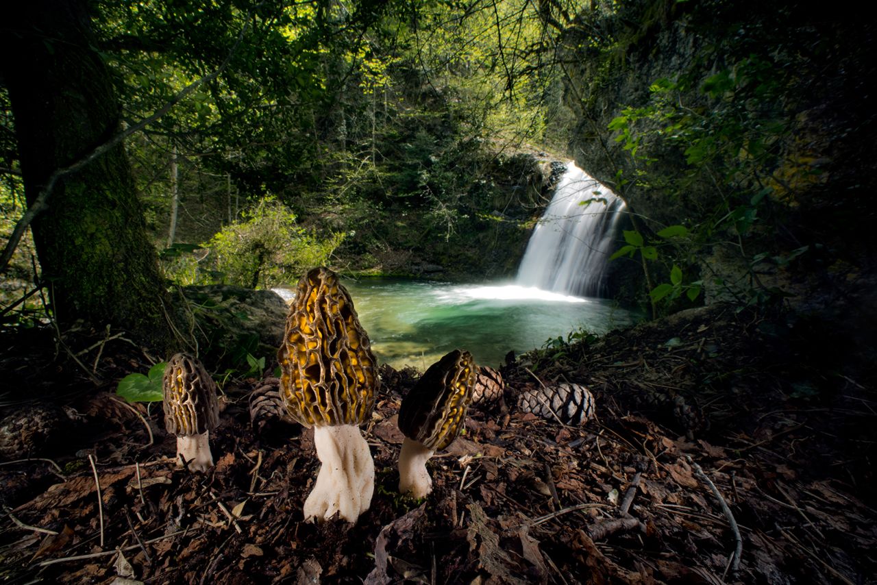 Agorastos Papatsanis creates an otherworldly fairy tale with "The magical morels," highlighting the labyrinthine forms of fungi in the forests of Greece's Mount Olympus.