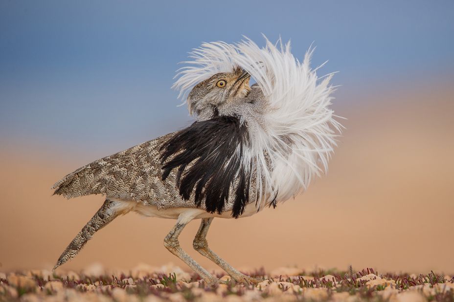 A male Canary Islands houbara raises his plume to perform impressive courtship displays. José Juan Hernández Martinez shot this moment in Spain, calling it "Puff perfect."
