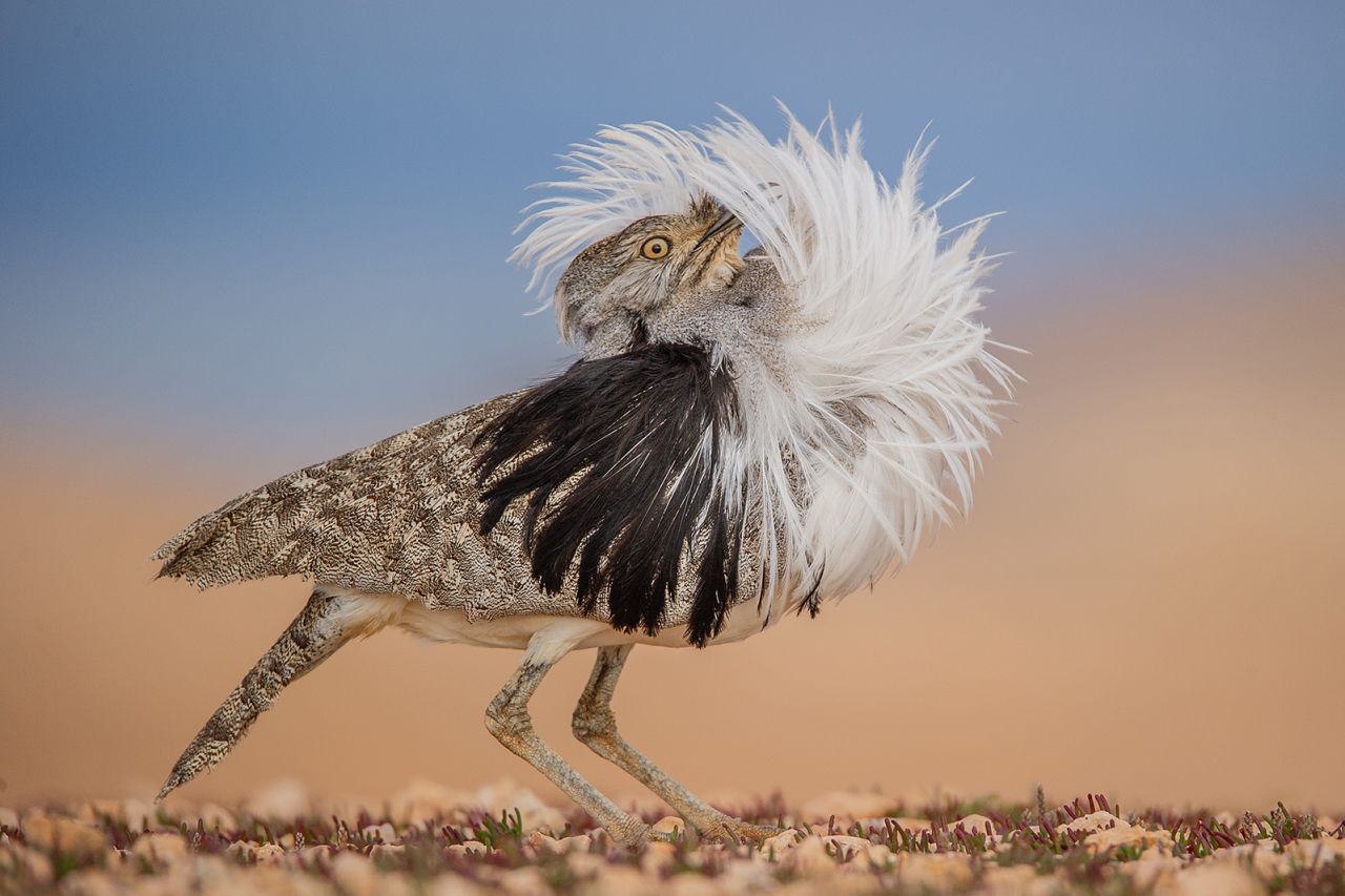 A male Canary Islands houbara raises his plume to perform impressive courtship displays. José Juan Hernández Martinez shot this moment in Spain, calling it "Puff perfect."