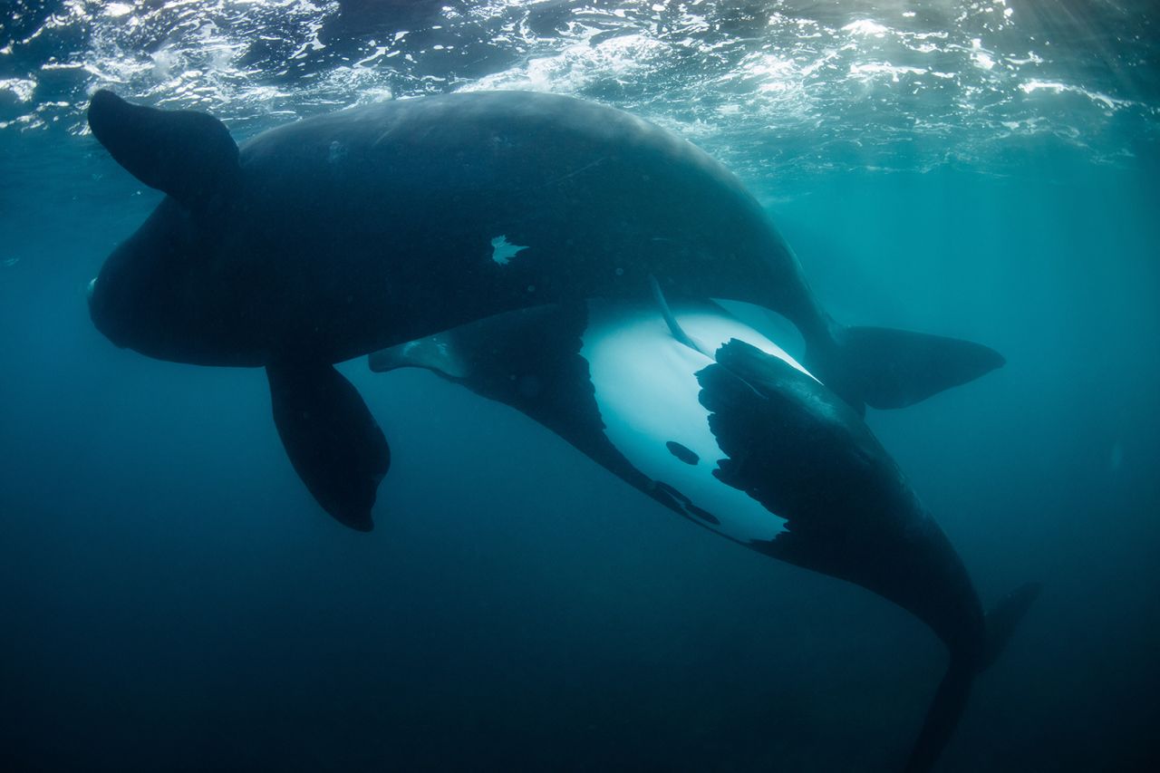 Richard Robinson showcases a scene of hope in "New life for the tohorā" for a population of whales that has survived near extinction in New Zealand's Auckland Islands.