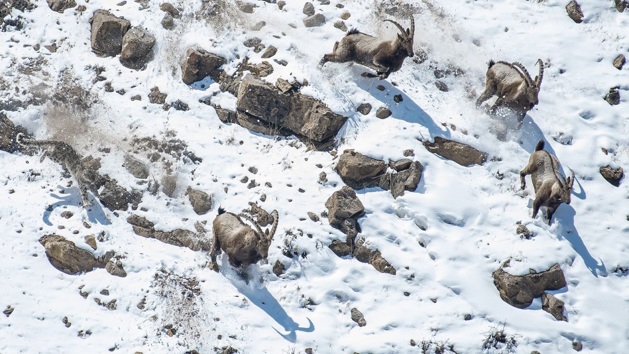 "The great cliff chase" by Anand Nambiar snaps a glimpse into the life of a snow leopard in India charging a herd of ibex toward the edge of the cliff at the Kibber Wildlife Sanctuary.
