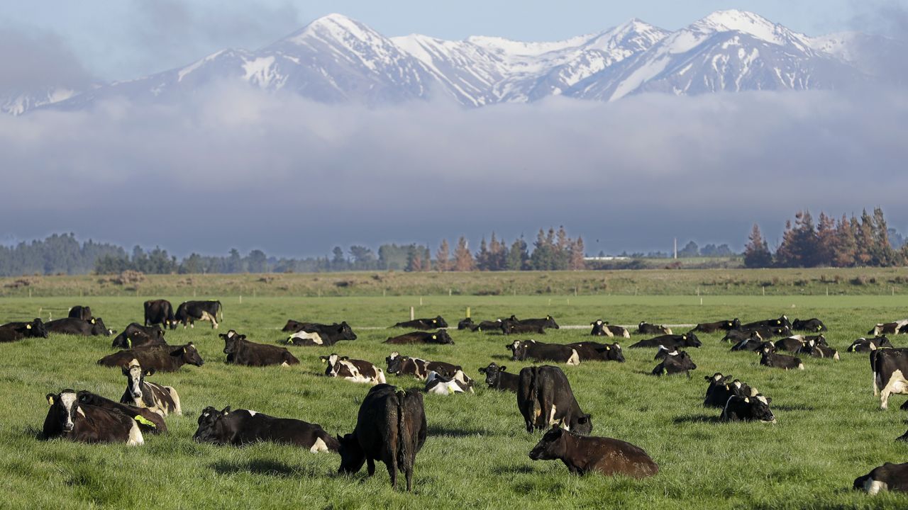 As dairy cows graze on a farm on the South Island of New Zealand, their burps are contributing to climate change.