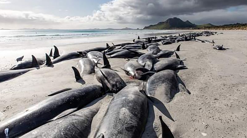 Na odlehlých ostrovech Chatham na Novém Zélandu zahynulo při hromadném uvíznutí 500 pilotních velryb