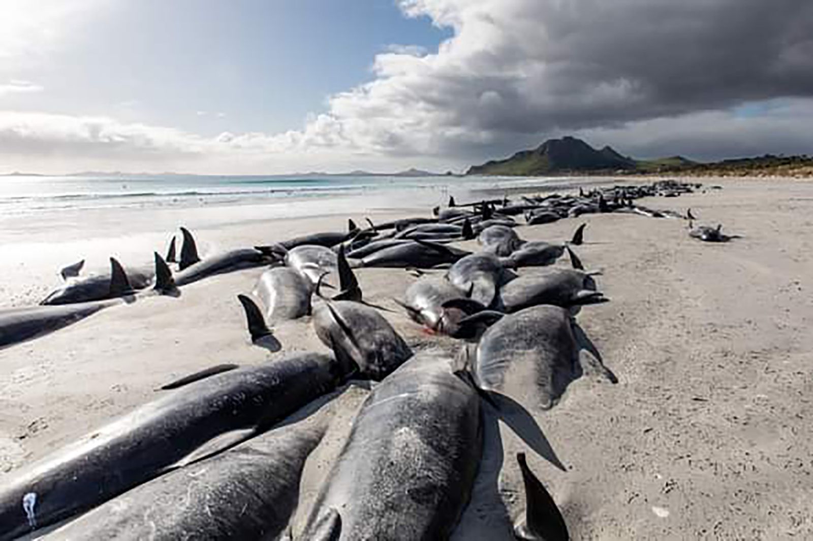 Dead pilot whales during a whale stranding on Farewell Spit in New  Zealand's South Island Stock Photo - Alamy