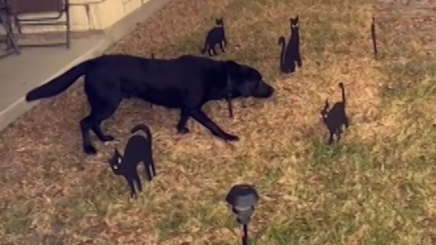 Dog Freezes Over Halloween Cats 3