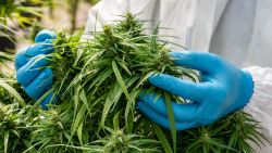Medical Marijuana in Ccannabis Flower Before The Harvest Concept of herbal alternative medicine, cbd oil, medicine industry in a greenhouse.