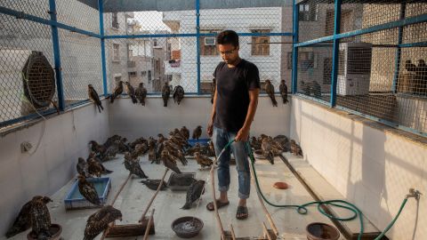 Mohammad Saud inside Wildlife Rescue's aviary, photographed in May 2022.