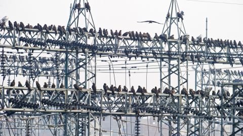 Milanos negros cerca del basurero de Gazipur en Nueva Delhi.  Las aves rapaces son carroñeras voraces.