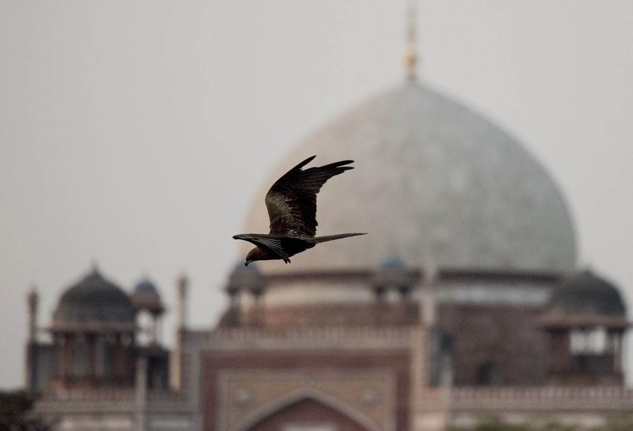 Delhi, India is home to a high concentration of black kites, a carnivorous raptor and the subject of new documentary "All That Breathes." Many kites are accidentally killed or injured as a result of humans flying paper kites with sharp strings, which can cut through flesh and bone. <strong>Scroll through the gallery to see more examples of human-wildlife conflict.</strong>