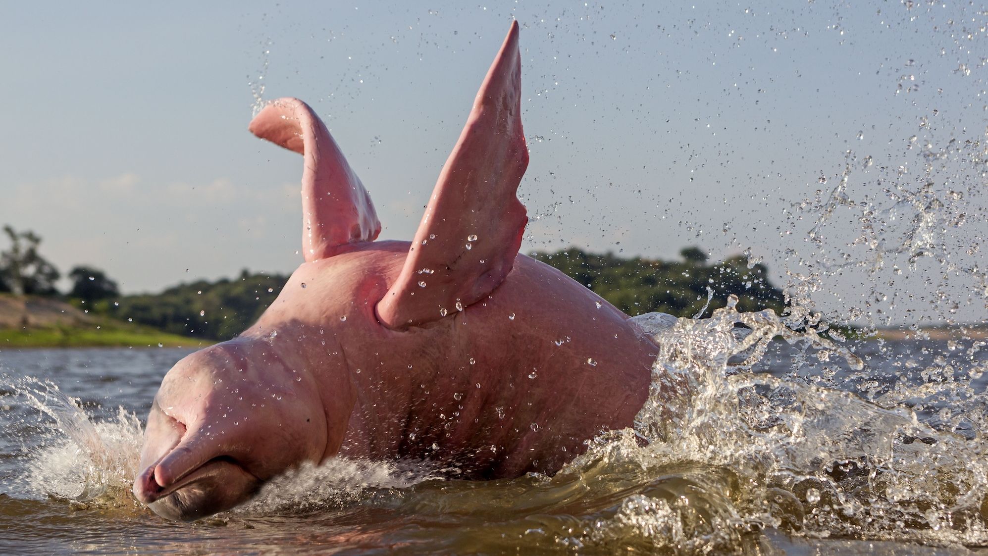 The Amazon pink river dolphin population has dropped drastically in 22 years. 