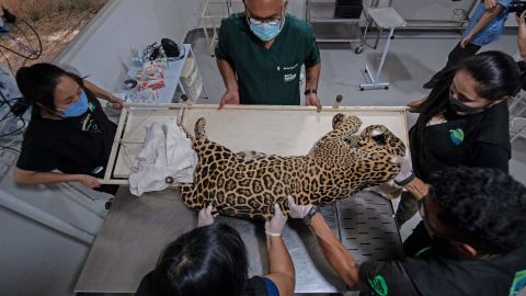 Researchers examine a jaguar in Brazil.