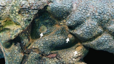 03 mummified dinosaur skin