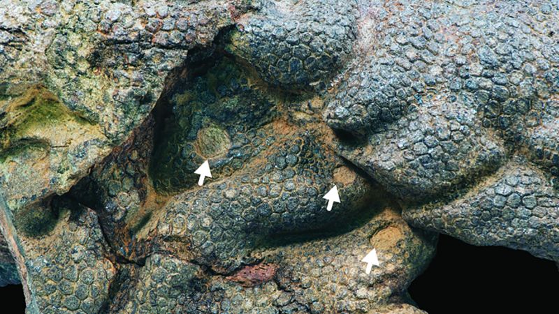 خدش جلد الديناصور المحنط بواسطة التماسيح القديمة