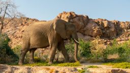 namibia desert elephant story card