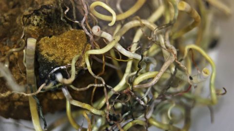 Tube worms are attached to a rock collected from the Beebe Hydrothermal Vent Site.