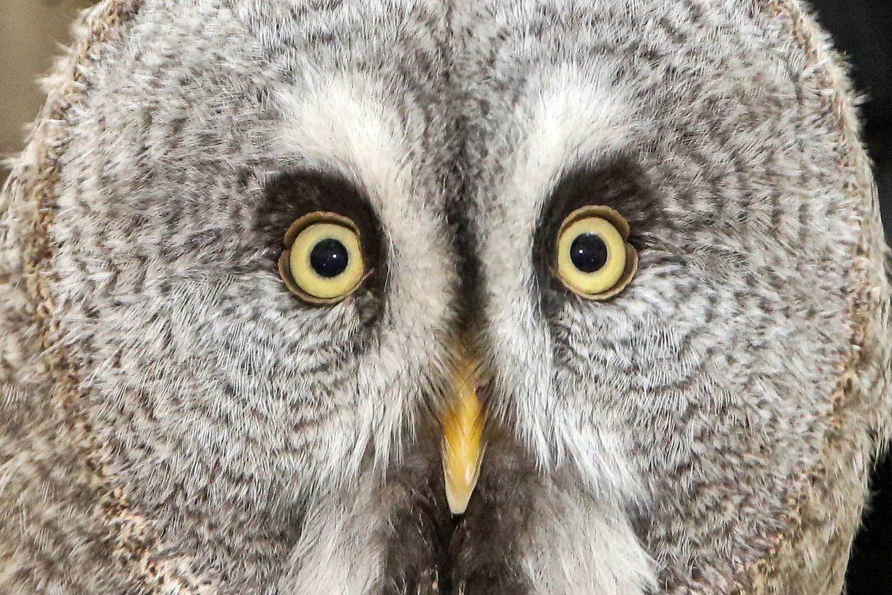 A Ural owl is photographed during a bird show in Kuwait City on Monday, October 10.