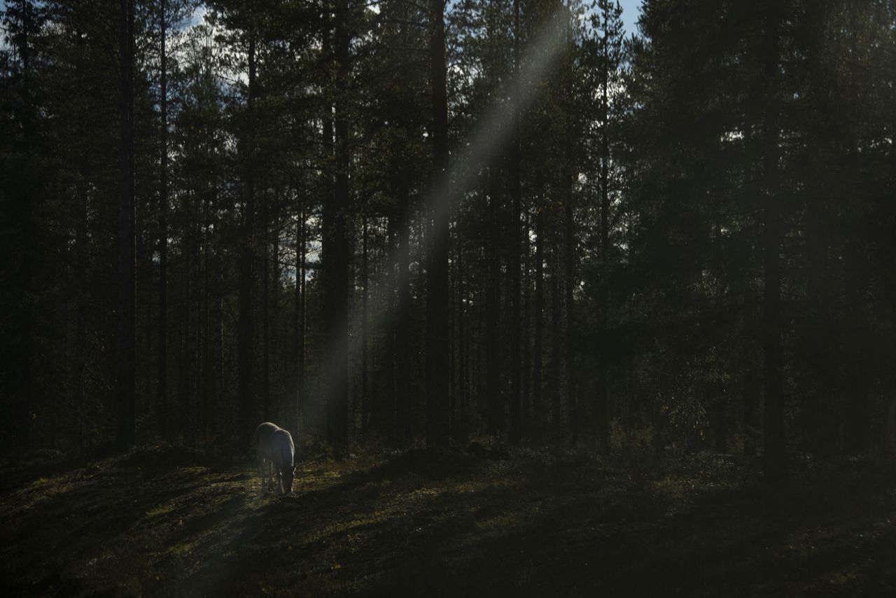 A reindeer eats in a forest near Vikajärvi, Finland, on Friday, October 7. <a href=
