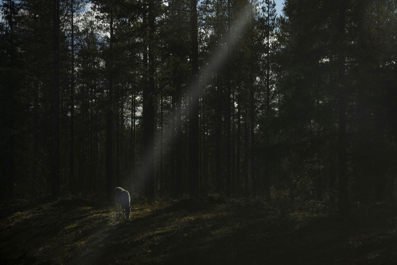 A reindeer eats in a forest near Vikajärvi, Finland, on Friday, October 7. <a href="http://www.cnn.com/2022/10/06/world/gallery/photos-this-week-september-29-october-6/index.html" target="_blank">See last week in 30 photos.</a>