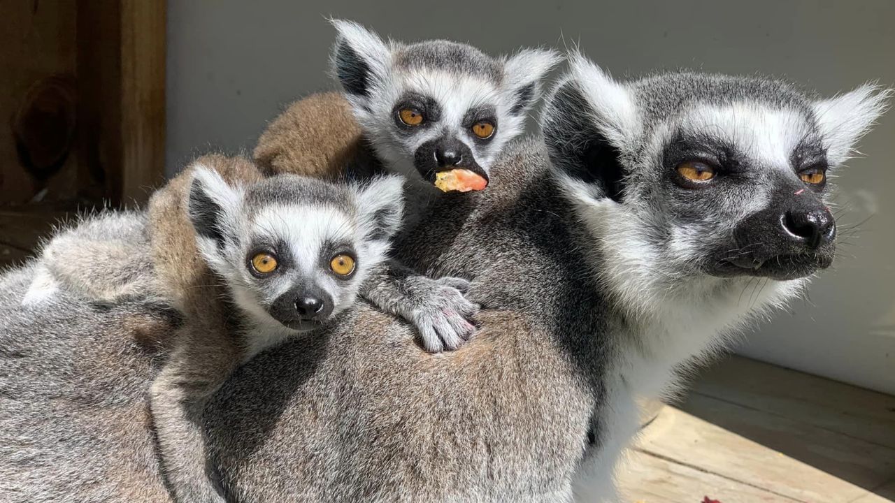 Meet Zeus, the lemur who helped double its species at a New Zealand zoo |  CNN