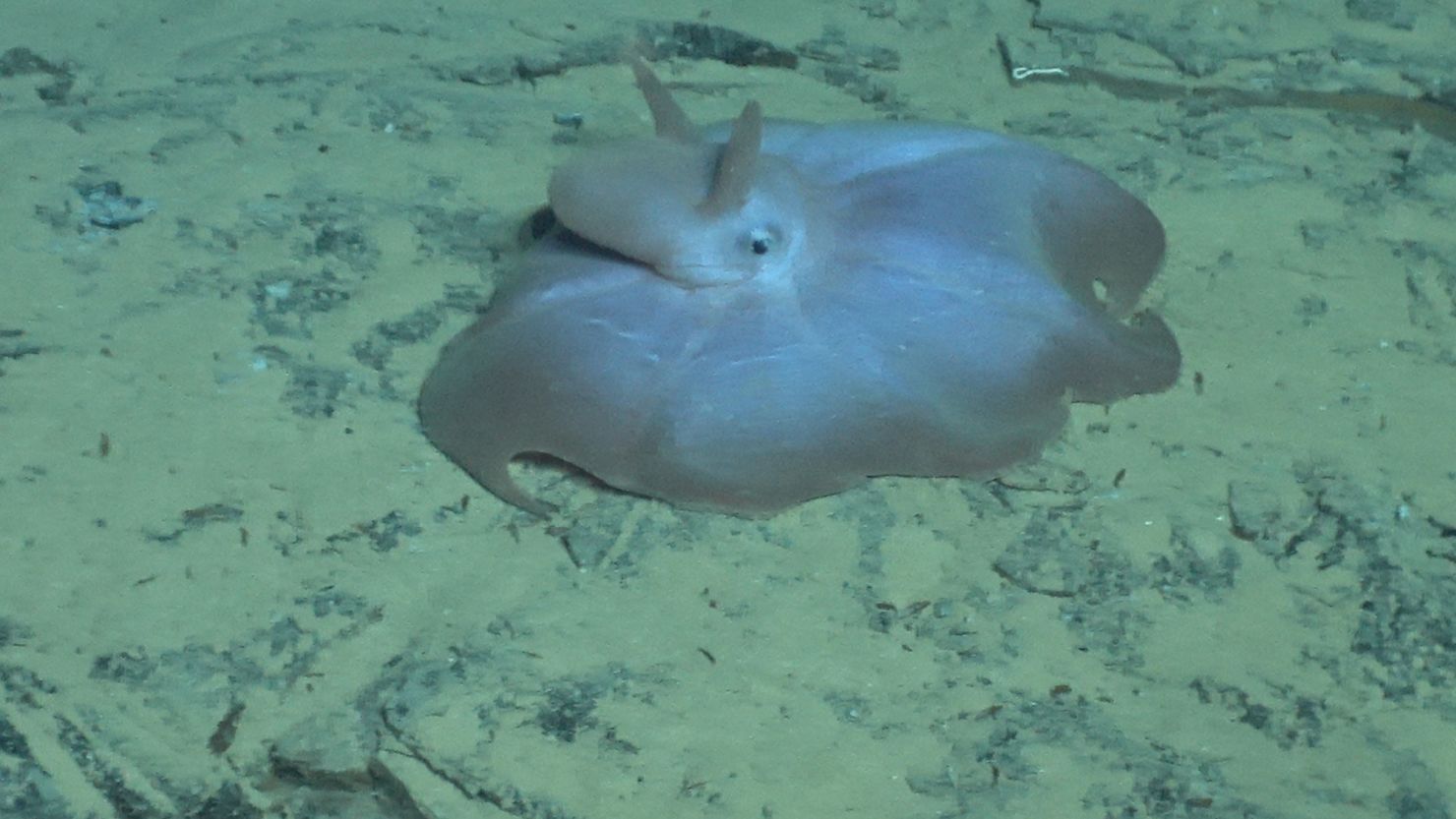A Dumbo octopus can be seen along the ocean floor during a deep-sea dive in the Alvin submersible.