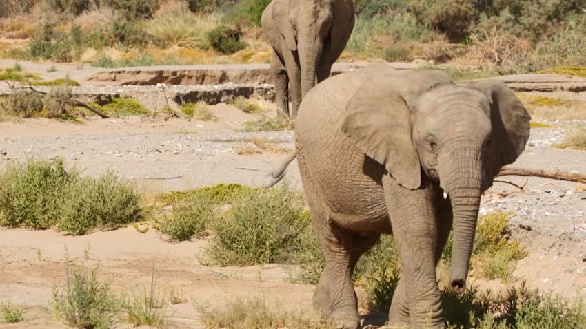 namibia desert elephant video card